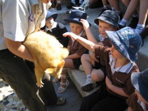 geckoes kindy1